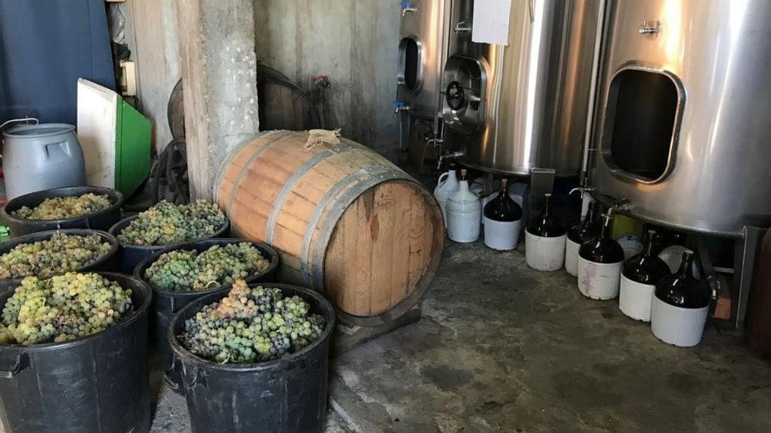 Caminhada com Prova de Vinhos e Almoço em Ervedosa no Vale do Douro