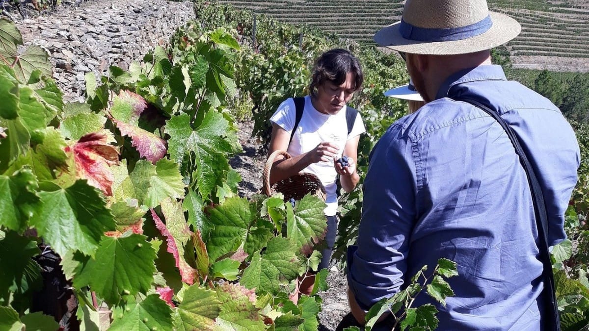 Caminhada com Almoço Piquenique no Vale do Douro: desde o Pinhão