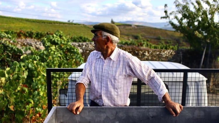 Caminhada com Almoço Piquenique no Vale do Douro: desde o Pinhão