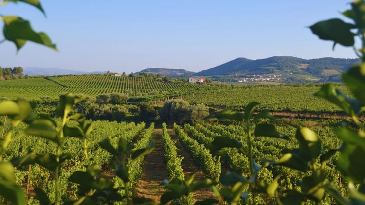 Tour a Três Quintas no Vale do Douro