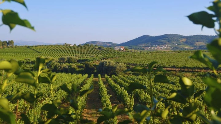 Tour a Três Quintas no Vale do Douro