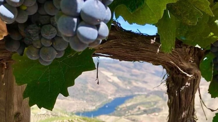 Caminhada com Almoço Piquenique no Vale do Douro: desde o Pinhão