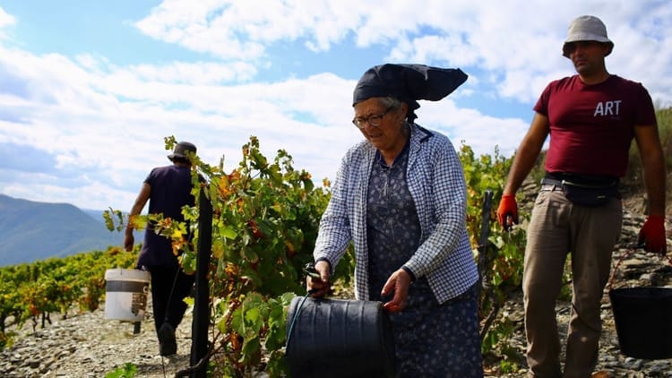Caminhada e Almoço Piquenique em Ervedosa no Vale do Douro