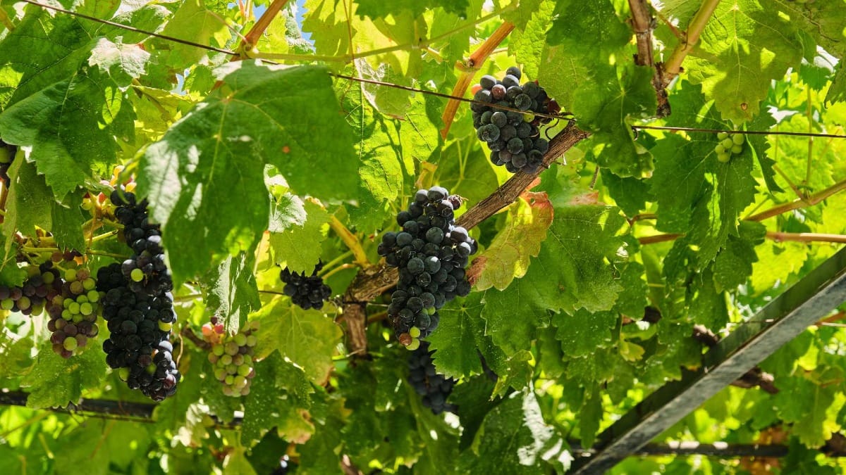 Prova de vinhos na Quinta do Vallado, Vale do Douro – Visita à adega e provas premium