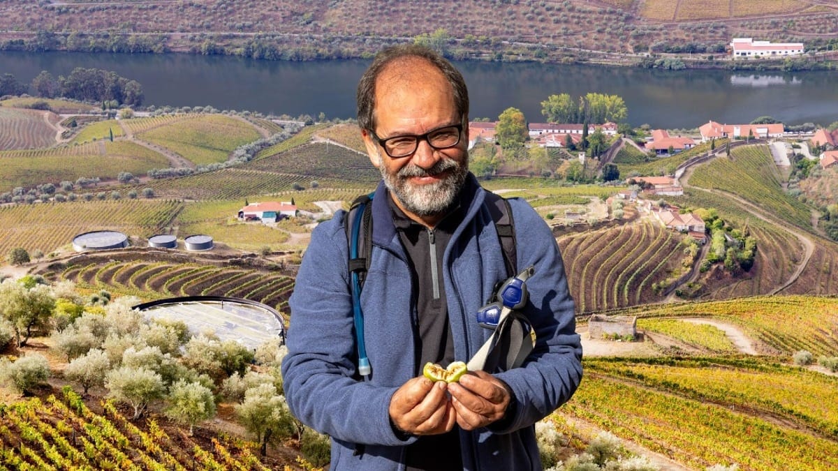 Caminhada com Almoço Piquenique no Vale do Douro: desde o Pinhão