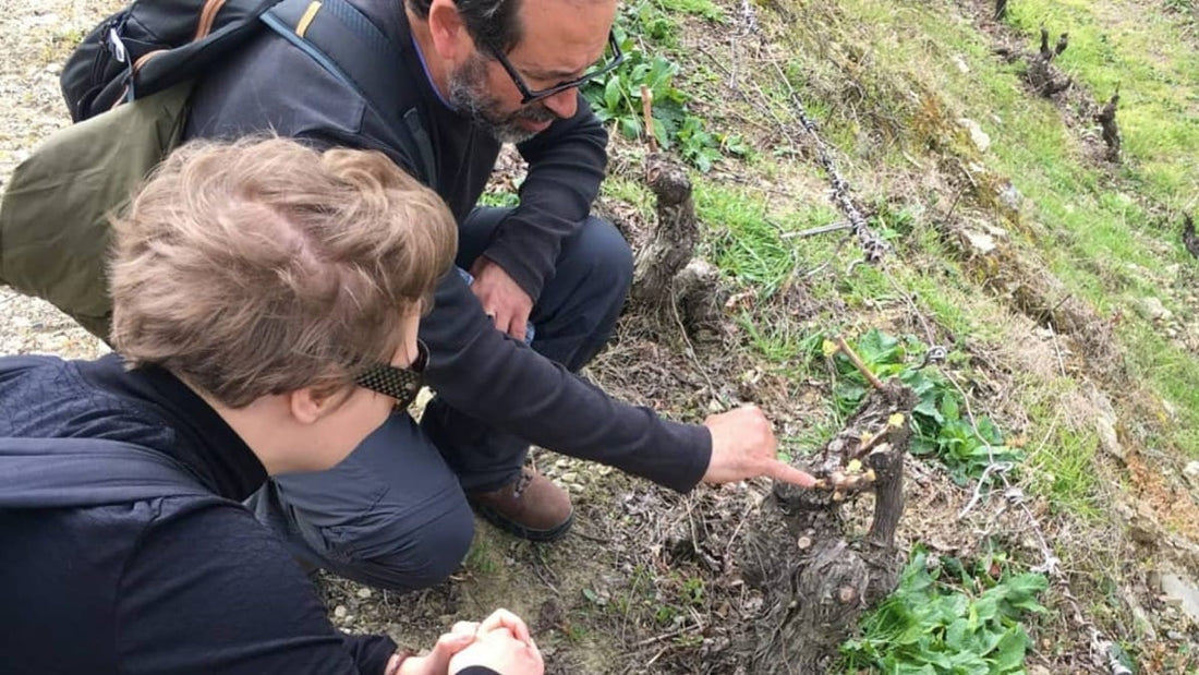 Caminhada com Prova de Vinhos e Almoço em Ervedosa no Vale do Douro