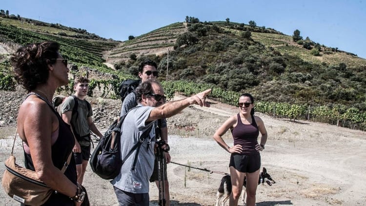 Caminhada com Almoço Piquenique no Vale do Douro: desde o Pinhão