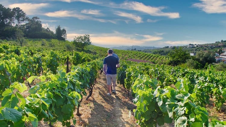 Tour privada ao Vale do Douro para apreciadores de vinho