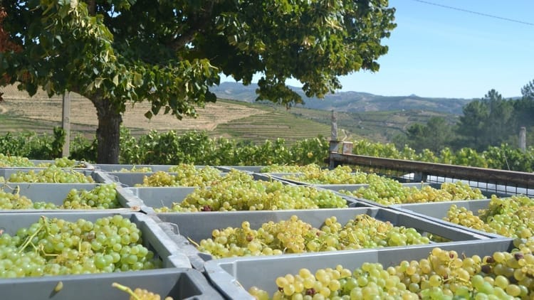 Tour a Três Quintas no Vale do Douro
