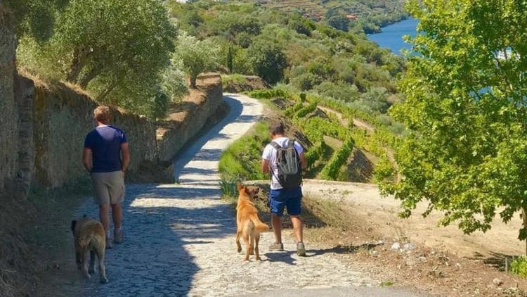 Caminhada entre Aldeias com Almoço Piquenique: desde o Pinhão