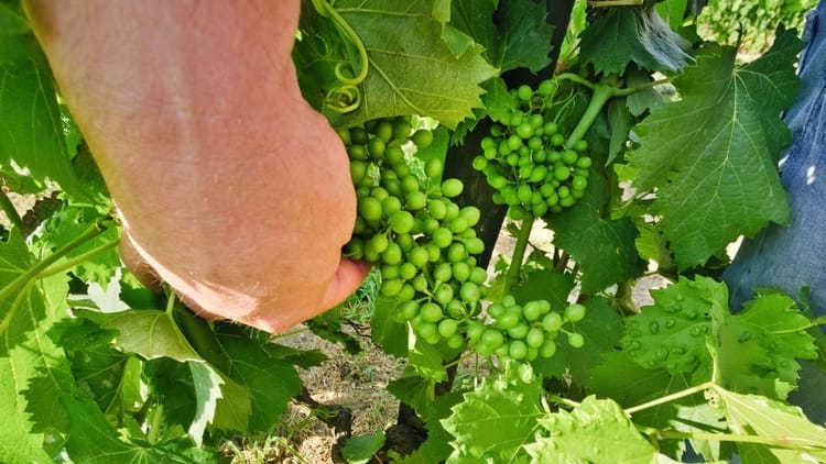 Tour privada ao Vale do Douro para apreciadores de vinho